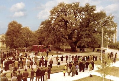 гранитски дъб