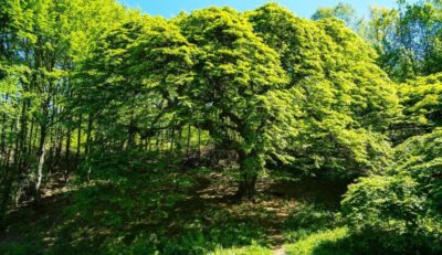 Кичестия габър