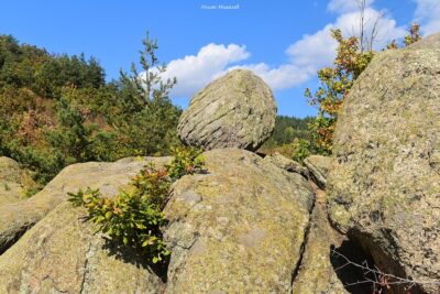 яйцето на змеицата